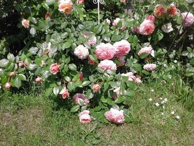 Bild 10 aus  Ferien & Reiterhof Landgut Lischow