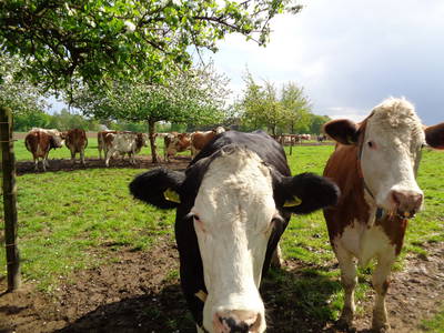 Bild 21 aus  Enkenshof