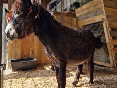 Bild 63 aus  Langenhof im Schwarzwald bei Oppenau