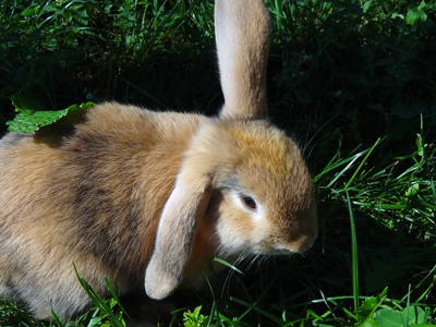 Bild 23 aus  Haus Sonnenschein