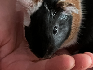 Bild 8 aus  Hof Schlünzen