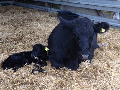 unsrere Welsh Black Rinder