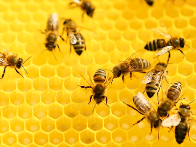Bild 26 aus  Urlaub am Schoffahanslof im Bayerischen Wald: Natur, Abenteuer & Erholung für die ganze Familie“