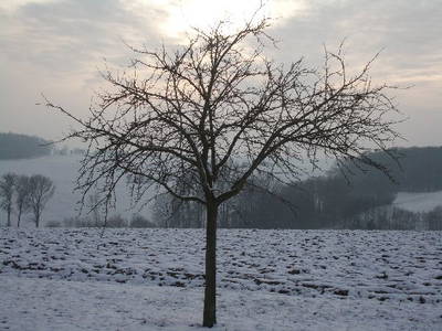 Bild 14 aus  Ferienhof Ott im Romantischen Franken bei Rothenburg o.d.T.