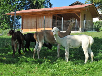 Bild 15 aus  Ferienhof Moyer