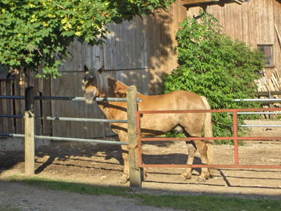 Bild 8 aus  Risthof am Großen Alpsee