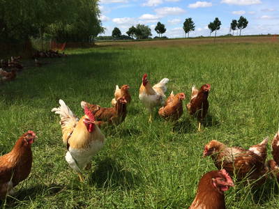 Bild 9 aus  Müritz-Hof Knust