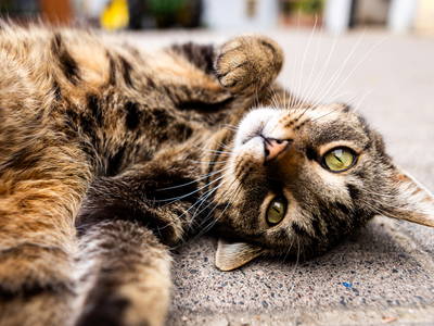 Bild 50 aus  Landkulturhof Glücksbringer