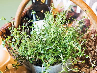 Bild 35 aus  Gut Petersdorf