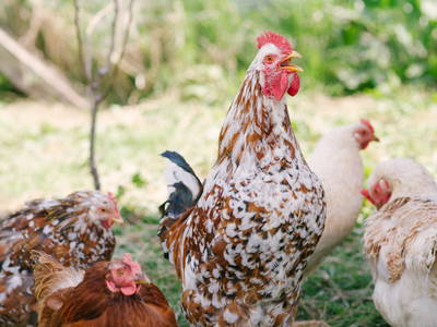 Bild 11 aus  Sandsteinhof Kückmann