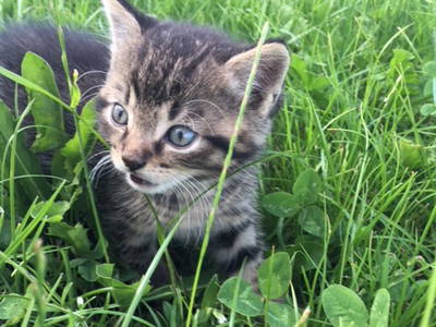 Bild 153 aus  Allgäu Bergferienhof
