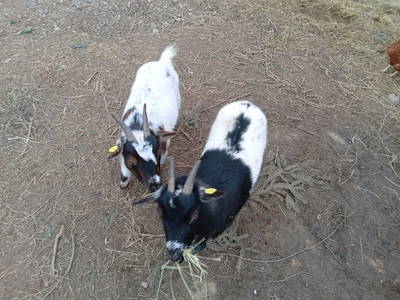 Bild 7 aus  Ferienbauernhof Neumühle