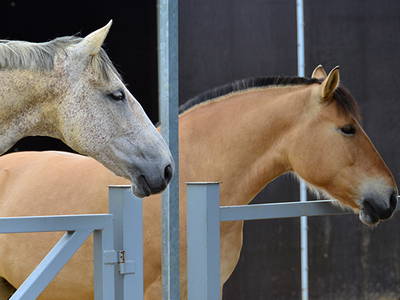 Bild 15 aus  Weichaer Hof