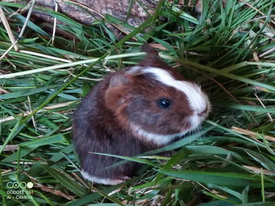 Bild 12 aus  Landhaus Ibs, direkt an der Nordsee