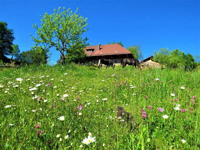 Bild 4 aus  „Hernis-Höfle“ Wohlfühlambiente im Elztal  5⭐️Sterneferien.