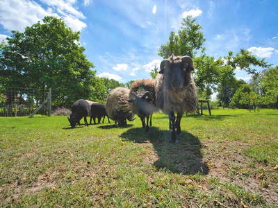 Bild 6 aus  LandSelection Drewes-Hof