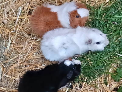 Bild 9 aus  Ferienhof Nordorfer Grashaus