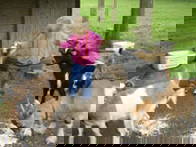 Bild 6 aus  Greiwenhof