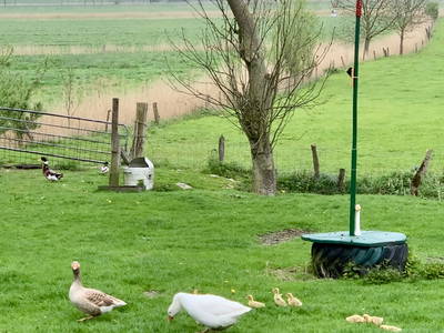 Bild 24 aus  Renas Ferienhof