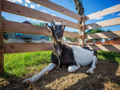 Bild 25 aus  Gutshof Dragefeld