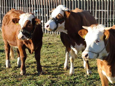 Hinterwälder Rinder, klein und unglaublich liebenswert