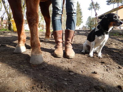 Pferde und Hunde auf Anfrage