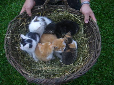 Bild 40 aus  Allgäu Bergferienhof