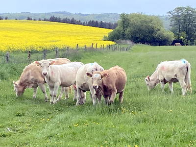Bild 13 aus  LandSelection Hof Neversfelde