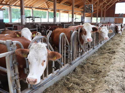 Bild 10 aus  Fürstenberger Hof