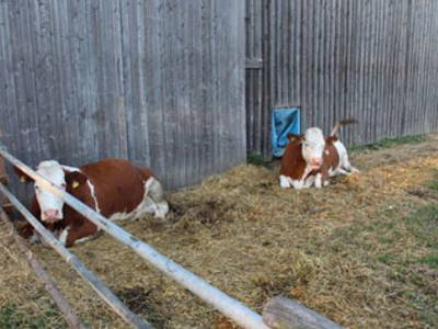 Bild 6 aus  Georgihof