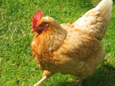 Bild 9 aus  Umsinder Hof