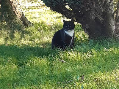 Bild 24 aus  Tommis Landhof