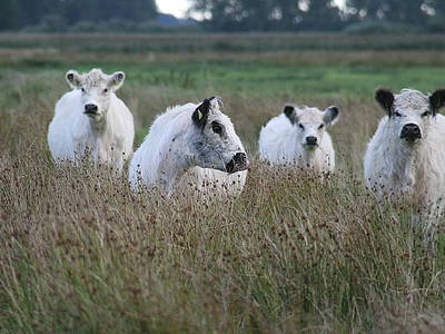 Bild 8 aus  Fjordgestüt Süderstapel GbR