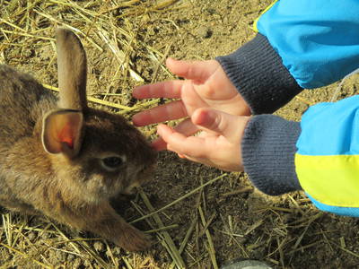 Bild 7 aus  Ferienhof Feinen