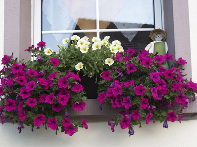 Bild 11 aus  Winzerhof Wiedemann