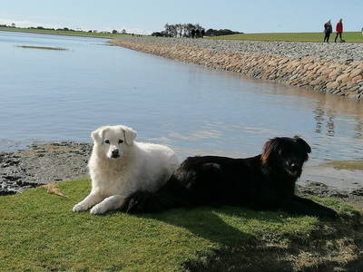 Oskar & Ella beim Nordsee-Spaziergang
