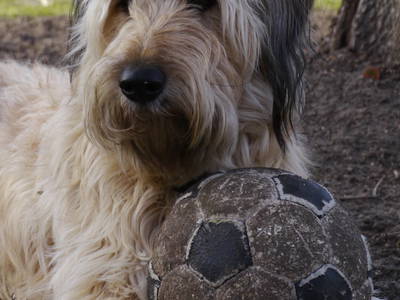 Bild 22 aus  Erlenhof im Oderbruch - Rund ums Schaf