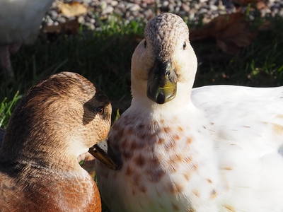 Bild 31 aus  Hinrich's Ostsee Bauernhof
