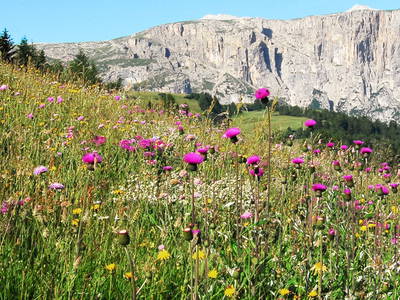 Bild 5 aus  Trafisölerhof