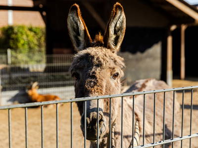 Bild 20 aus  Poenenhof