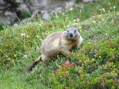 Bild 12 aus  Lechnerhof