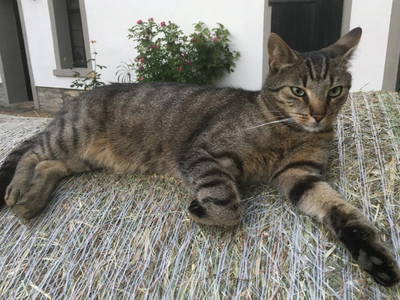 Bild 23 aus  Steinermühle