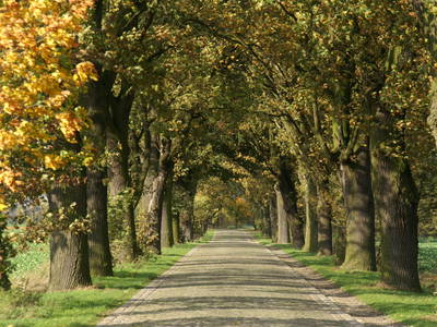Bild 30 aus  Erlenhof im Oderbruch - Rund ums Schaf