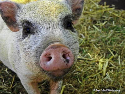 Bild 14 aus  Ferienhof Rauert