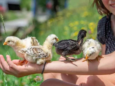 Bild 11 aus  Nussbaumerhof    (CIN: IT021011B5O4I2M5AI)