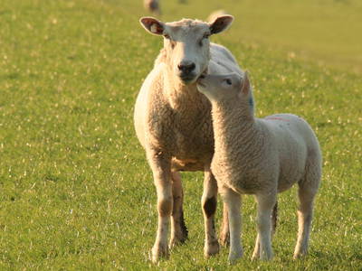 Bild 8 aus  Hof hinterm Deich