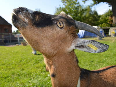 Bild 17 aus  Ostsee Ferienhof Kluvetasch