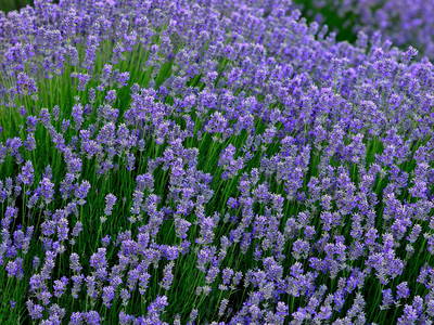 Bild 15 aus  Historische Schäferei