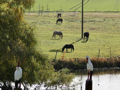 Bild 26 aus  Gut Sommereichen