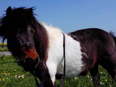 Bild 29 aus  Landhaus Ibs, direkt an der Nordsee